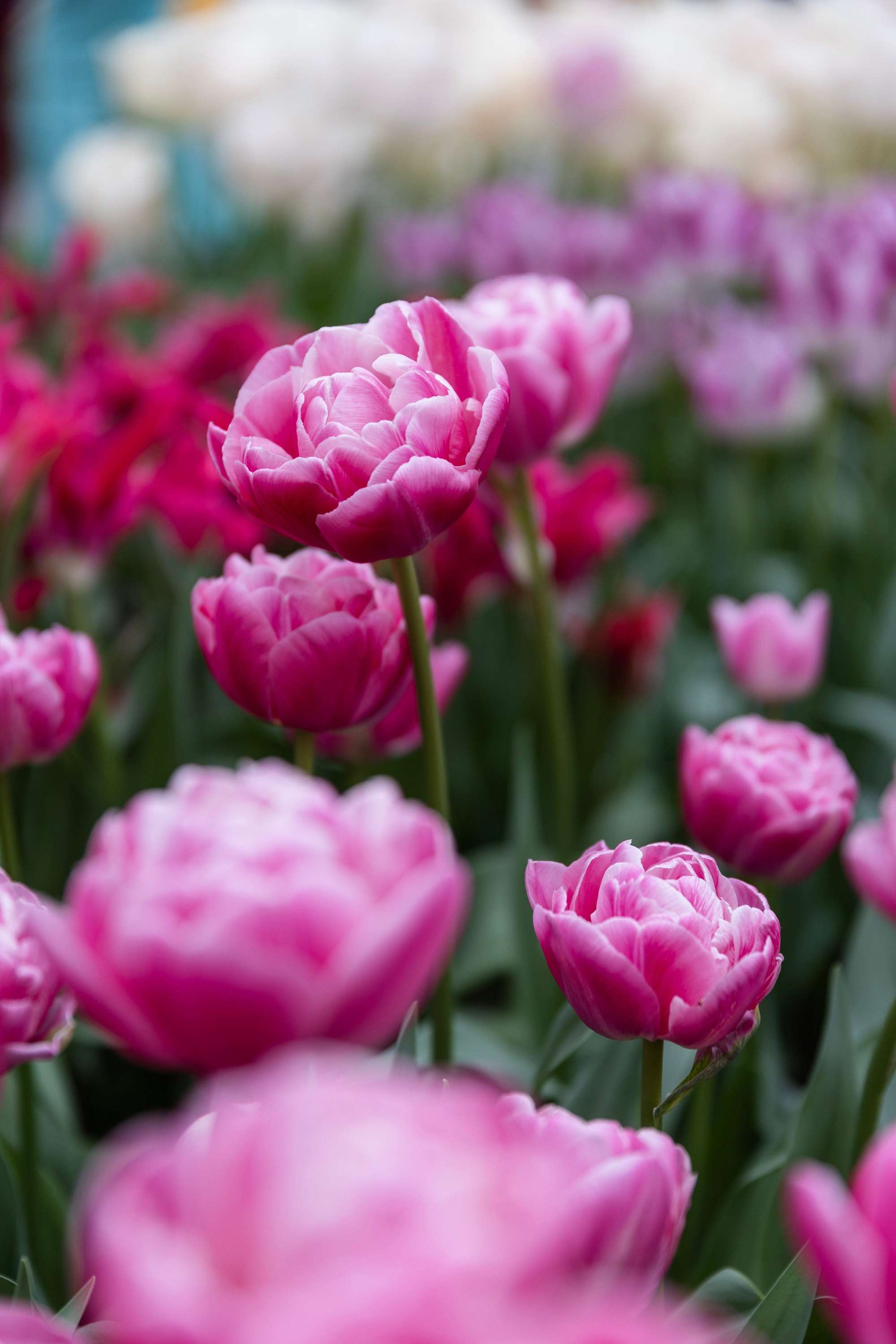 Tulpe 'Voque'